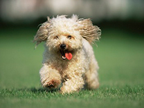 Small dog running on grass